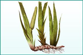 Generally strengthening and potency-increasing calamus